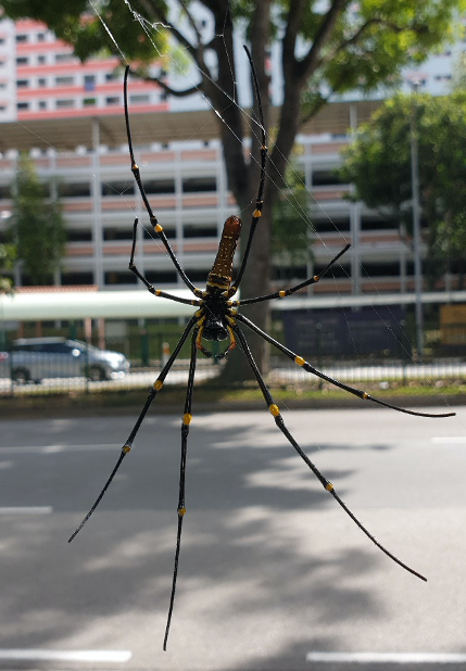 An example of urban wildlife in Singapore – Nephila pilipes