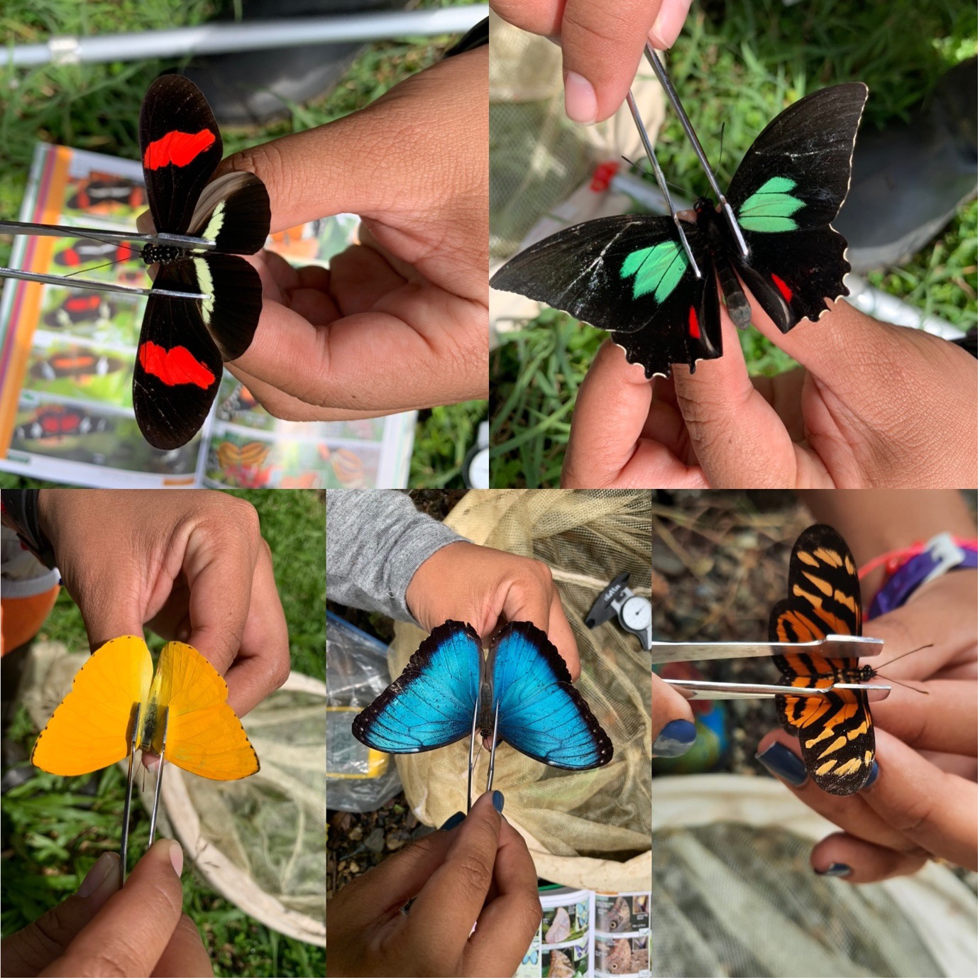 Just a small selection of the butterflies we catch. Each butterfly is photographed so we can refer back to it later in the project.