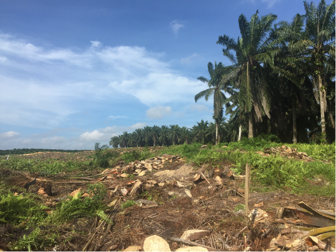 Riparian buffers made of mature palms (seen in the background of this photo) are retained when oil palm plantations are replanted. Do they support biodiversity and ecosystem functions in replanted oil palm landscapes?