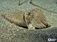 Common cuttlefish (sepia officinalis)