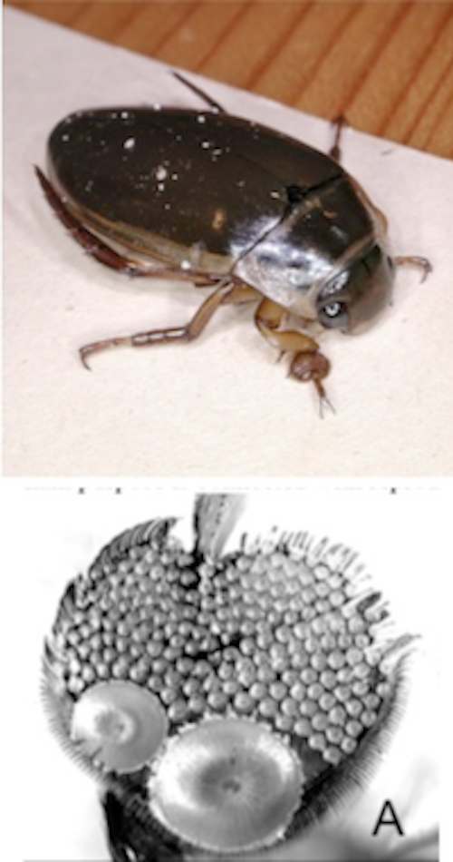 suction organs in aquatic insects