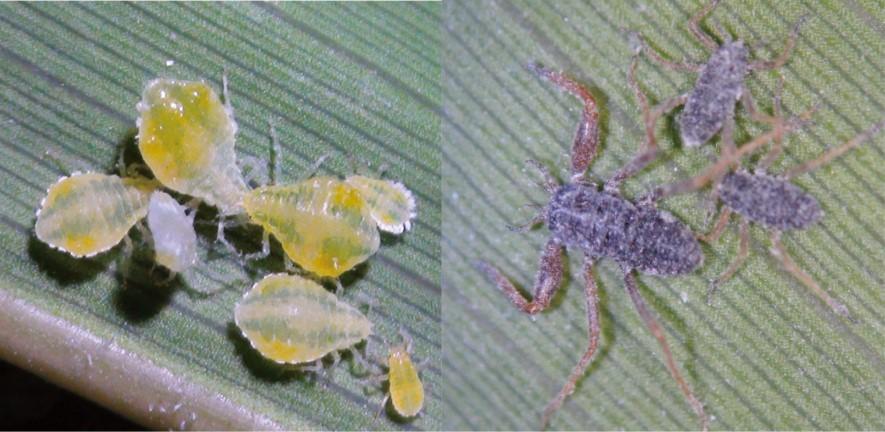 Social living without a nest: how bamboo aphids do it 