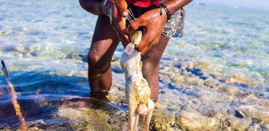 Small-scale octopus fisheries can provide sustainable source of vital nutrients for tropical coastal communities
