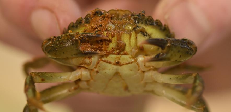European shore crab close up