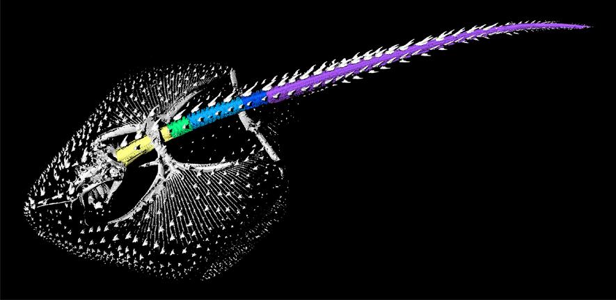 CT scan of a skate shown in lateral view and colour-coded the different regions of the backbone