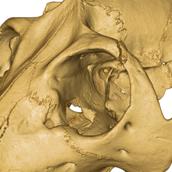 Digital rendering of CT-scanned skull of fossil primate _Adapis parisiensis_ (UMZC M.538) shown in dorso-lateral view. The anatomical information present in this and other fossils helped to accurately reconstruct phylogeny as determined in the study of As