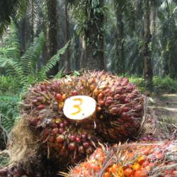 Oil palm plantation with fruit cut down and on the floor