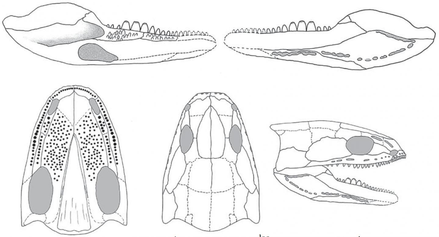 Reconstructed skull and lower jaw of Acherontiscus caledoniae (c) Prof Jenny Clack