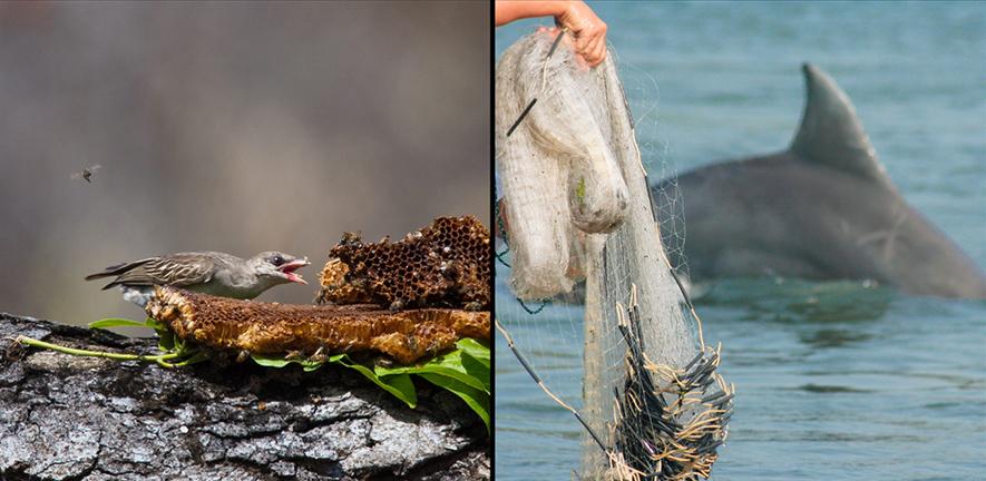honeyguide eating wax by Dominic Cram, dolphin and fisherman’s hands with net by Fábio Daura-Jorge