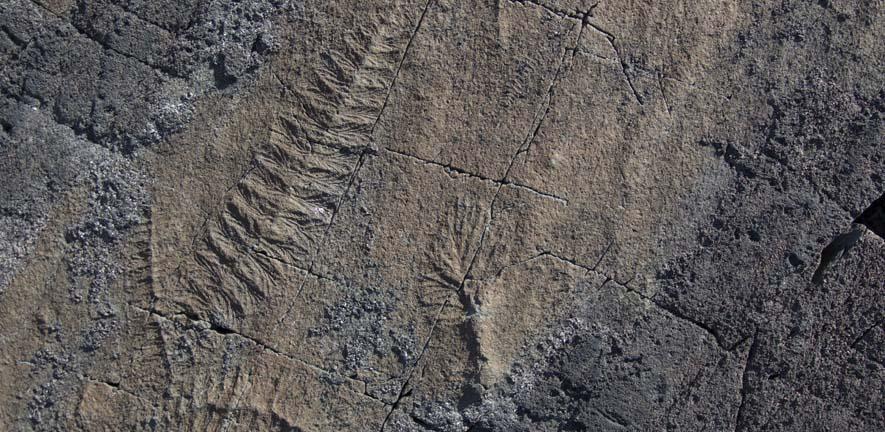 A group of Ediacaran specimens of Fractofusus and Plumeropriscum from the “E” surface, Mistaken Point Ecological Reserve, Newfoundland, Canada.  Credit: Charlotte G. Kenchington