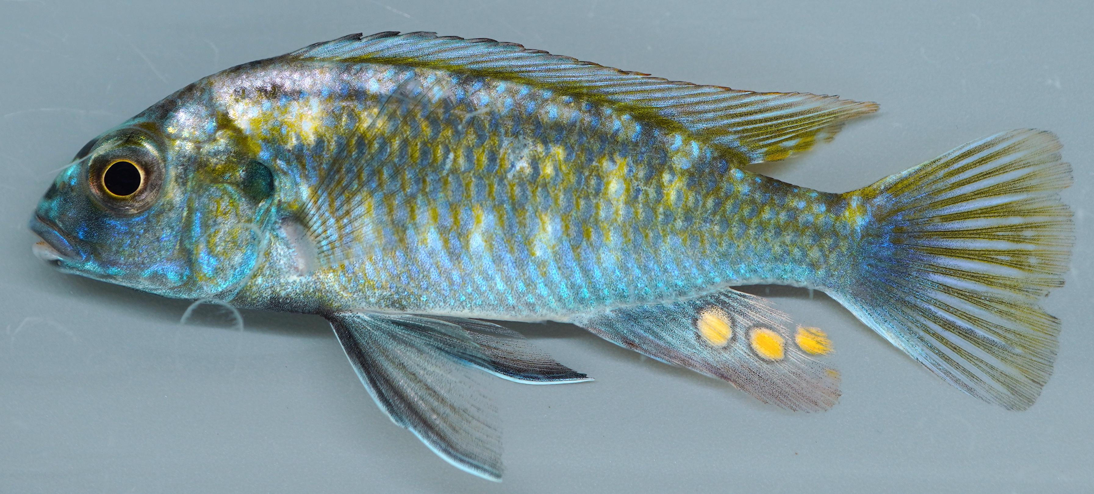 blue iridescent colouration in Malawi cichlid fishes