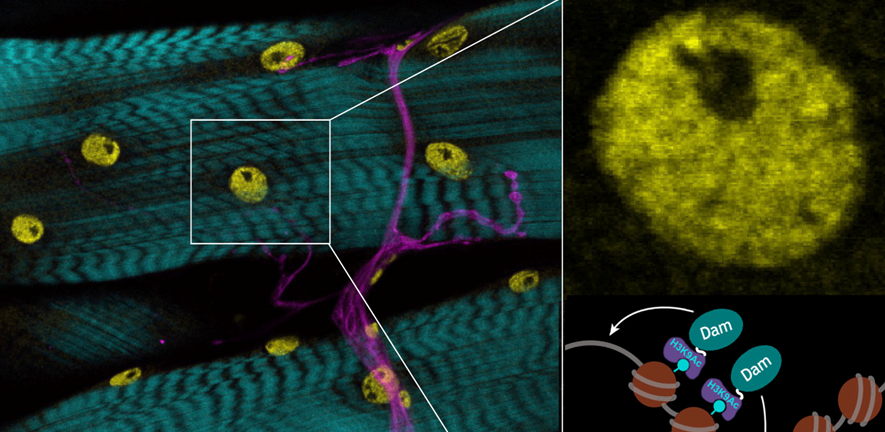 Epigenetic marks in muscle nuclei (yellow), showing nerves (magenta) and actin (cyan). Enlarged inset shows muscle nucleus and chromatin DamID analysis strategy.