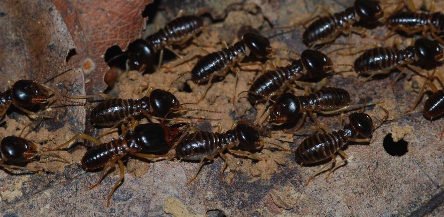 Fungus growing termites, macrotermes carbonarius (Taman Negara NP/Wikimedia/CC BY-SA 2.0)