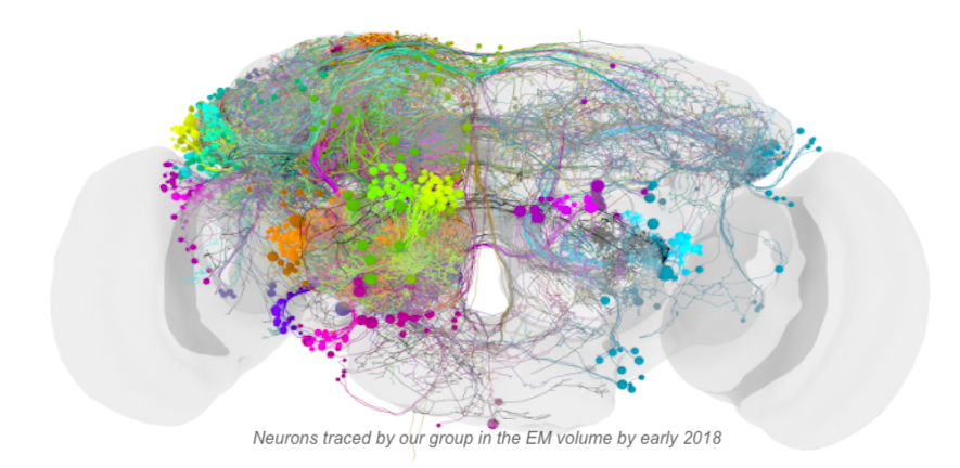 Neurons traced by our group by early 2018