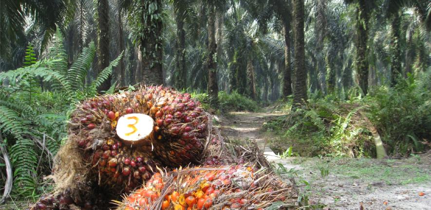 Oil palm plantation with fruit cut down and on the floor
