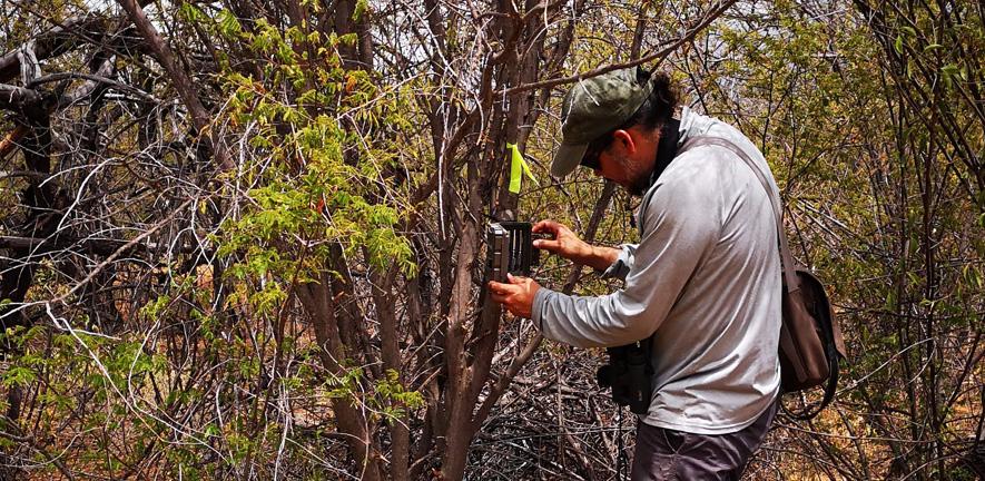 Person setting a camera trap in a wooded area in Brazil