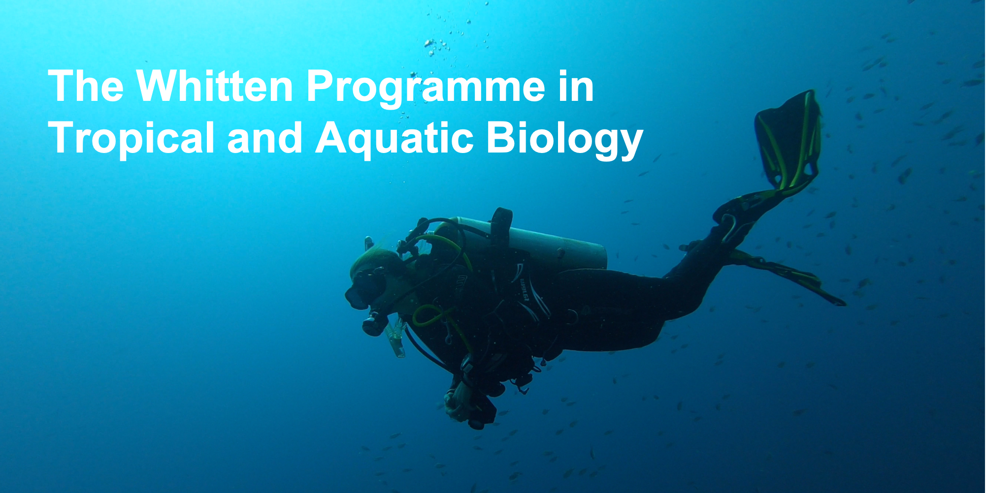 The Whitten Programme in Tropical and Aquatic Biology feature a scuba diver