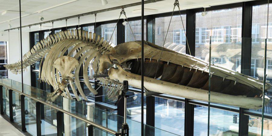 Finback whale skeleton suspended in the Museum of Zoology