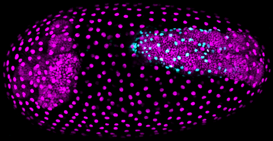 Photoconverted Tribolium embryo from Benton et al 2016