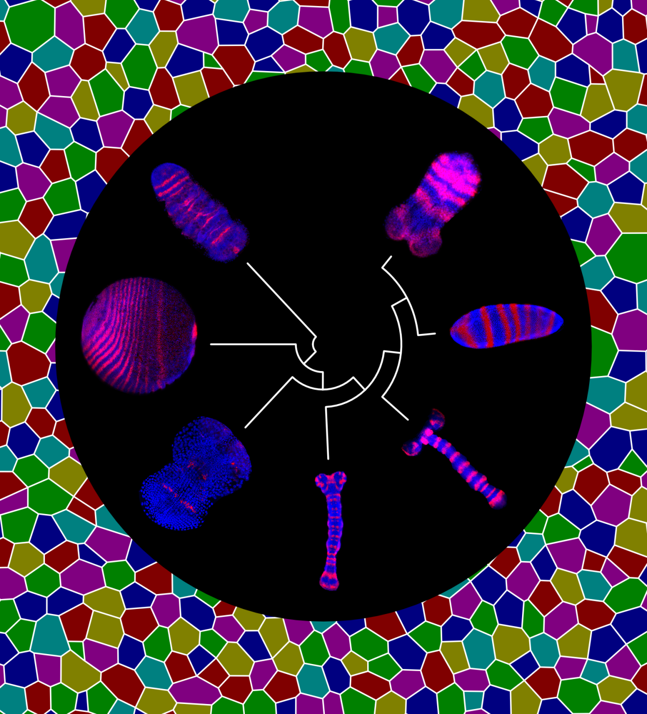 Regulation of axial extension by Toll genes from Benton et al 2016